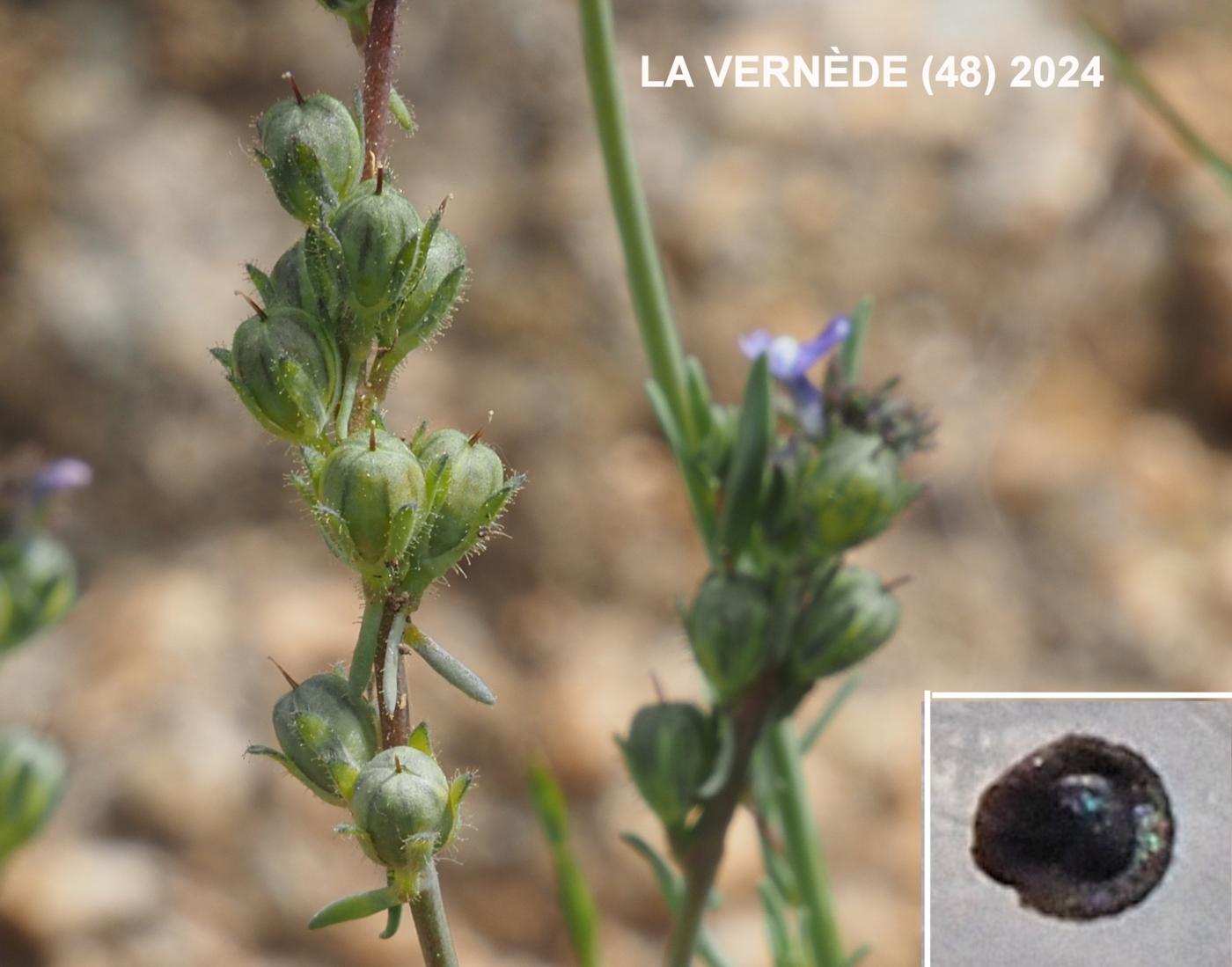 Toadflax, Corn fruit
